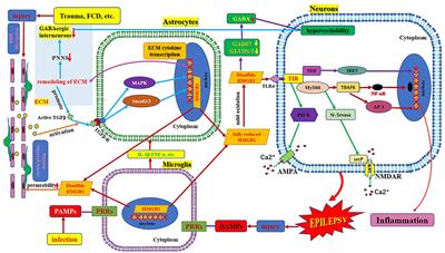 Role of HMGB1/TLR4 and IL-1β/IL-1R1 Signaling Pathways in Epilepsy